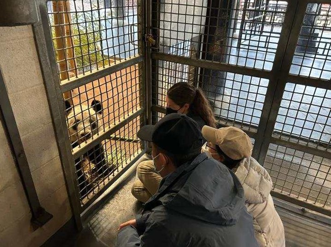 「丫丫」をチェックする北京動物園とメンフィス動物園の職員(4月11日撮影)。