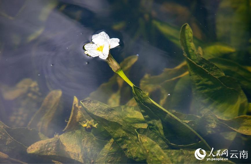 滇池の湖面に花開く「海菜花」　雲(yún)南省