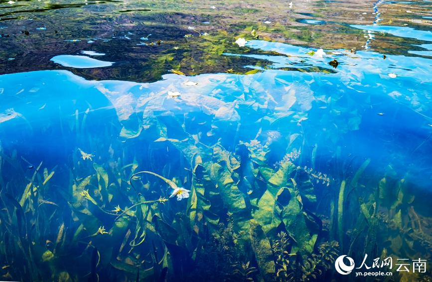 滇池の湖面に花開く「海菜花」　雲(yún)南省