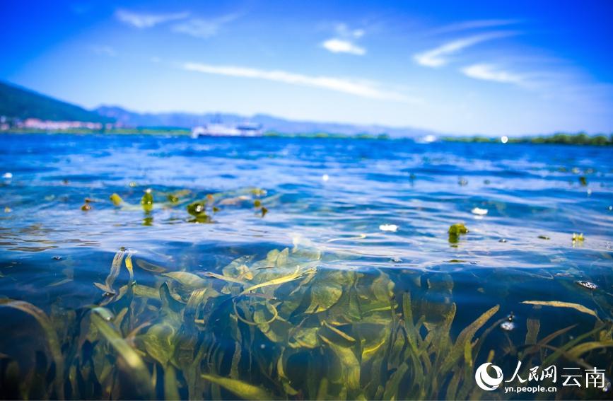 滇池の湖面に花開く「海菜花」　雲(yún)南省