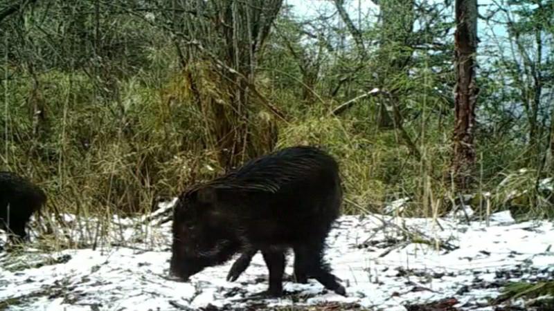 自然保護區(qū)のカメラに「出演」した野生動物たち　四川省雅安