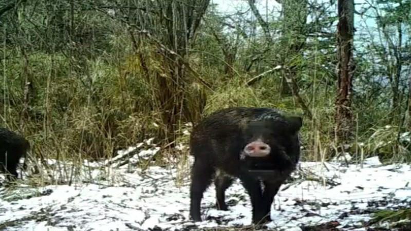 自然保護(hù)區(qū)のカメラに「出演」した野生動(dòng)物たち　四川省雅安