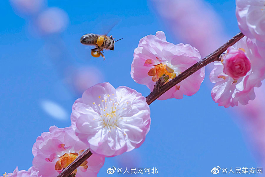 「國(guó)家の名刺」として衡水湖が特別記念切手のデザインに　河北省