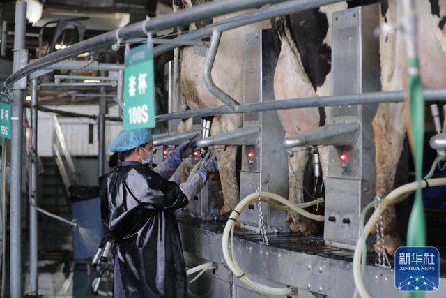 甘粛省の養(yǎng)牛場、「運動首輪」などAIデバイスの導入で効率が向上