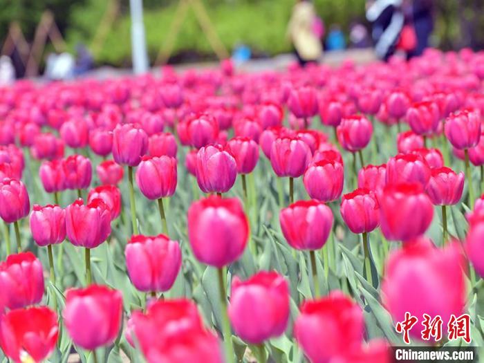 40數(shù)萬本のチューリップが咲き誇る吉林省の長春公園