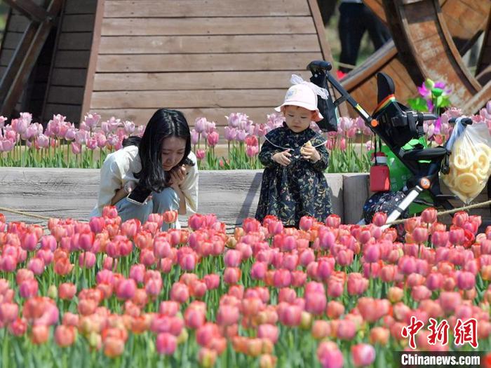 40數(shù)萬本のチューリップが咲き誇る吉林省の長春公園