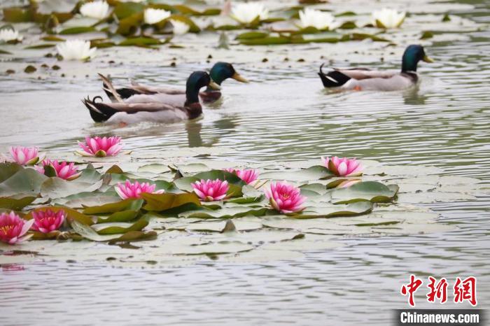 スイレンが花開き、美しい景色が広がる南京鐘山景勝地にある燕雀湖（撮影?泱波）。