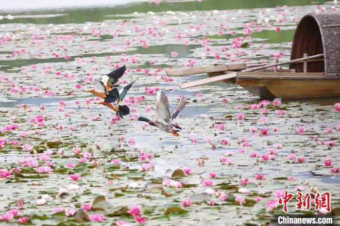 モネの絵畫を見るようなスイレンの花咲く燕雀湖　江蘇省