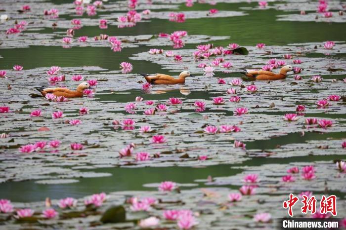 モネの絵畫を見るようなスイレンの花咲く燕雀湖　江蘇省