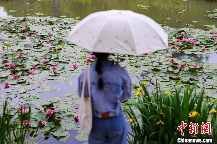 モネの絵畫を見るようなスイレンの花咲く燕雀湖　江蘇省