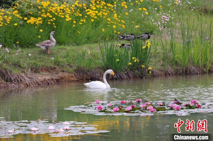 モネの絵畫を見るようなスイレンの花咲く燕雀湖　江蘇省