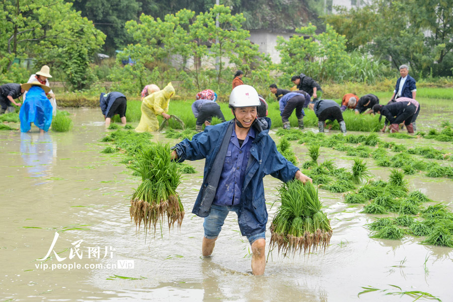 遅刈の田植えシーズン到來(lái)　江西省遂川