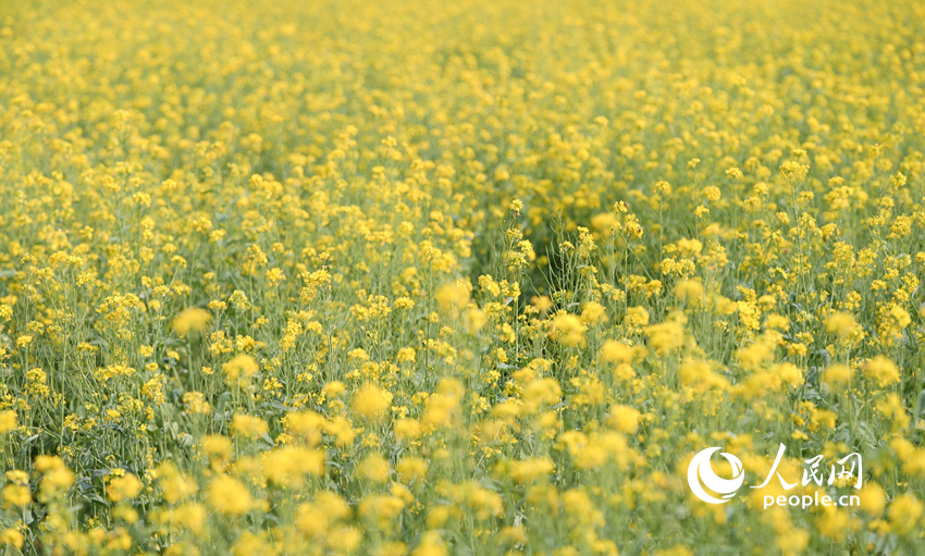 菜の花に囲まれて記念撮影楽しむ人々　北京