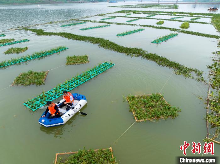 広西內(nèi)陸河川最大の人工魚の巣を空撮　サッカーコート6面分に相當