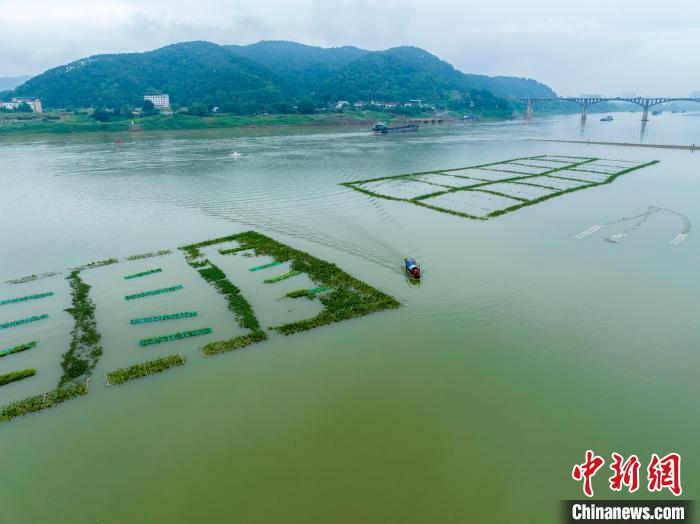 広西內(nèi)陸河川最大の人工魚の巣を空撮　サッカーコート6面分に相當