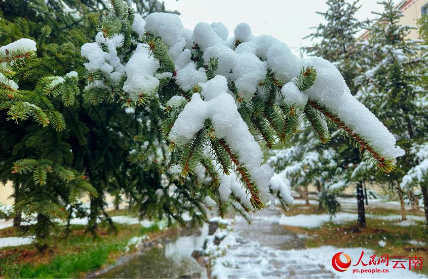 初夏を迎えている雲(yún)南に雪、彩り鮮やかな花と見事なコントラスト