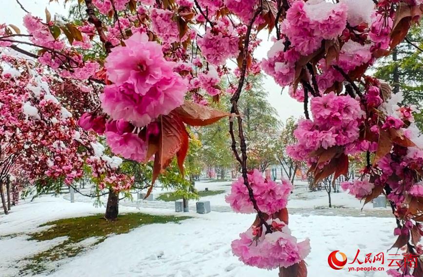 初夏を迎えている雲(yún)南に雪、彩り鮮やかな花と見事なコントラスト