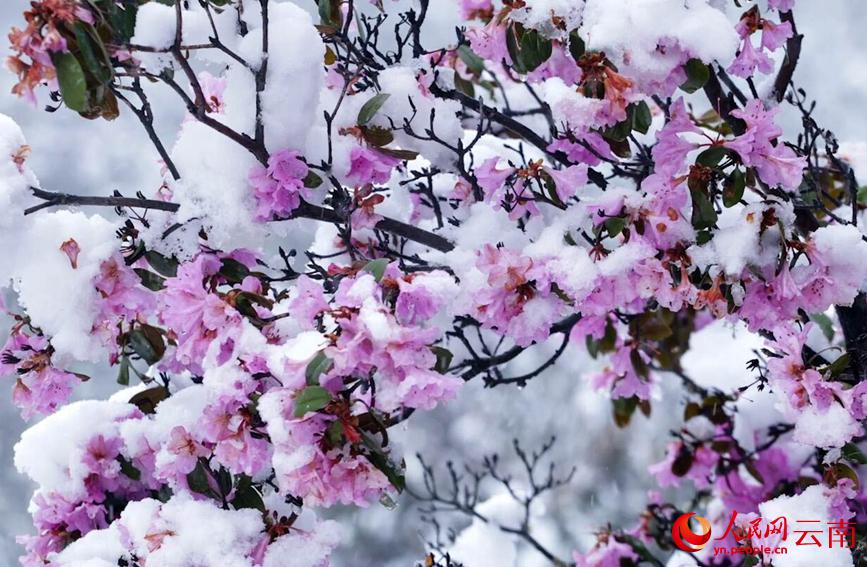 初夏を迎えている雲(yún)南に雪、彩り鮮やかな花と見事なコントラスト