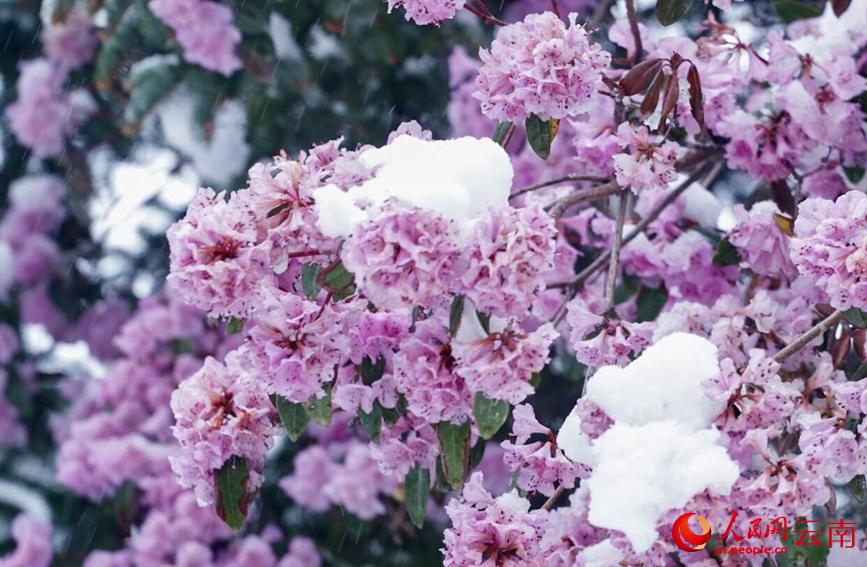 初夏を迎えている雲(yún)南に雪、彩り鮮やかな花と見事なコントラスト