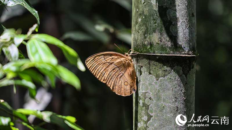 約1億羽の蝶が一斉に羽化し、壯観なシーン広がる雲(yún)南省金平