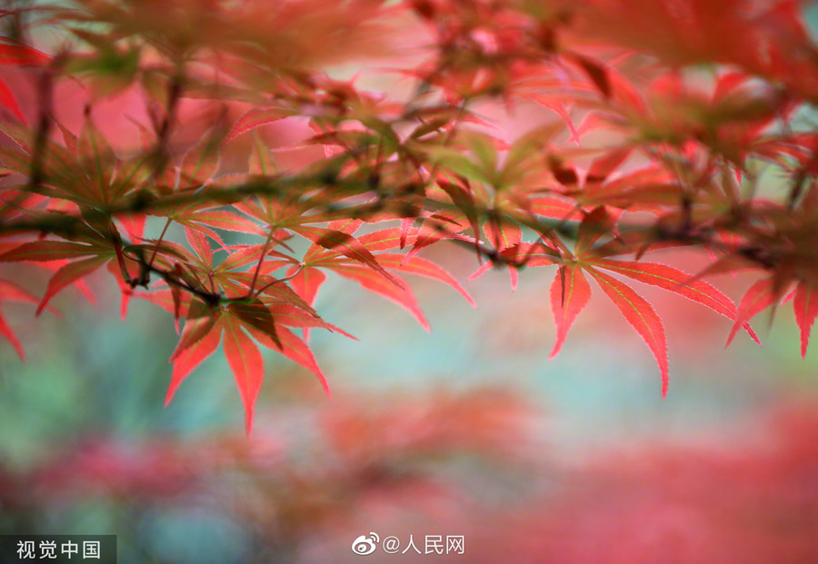 初夏に赤く色づく紅楓　江蘇省