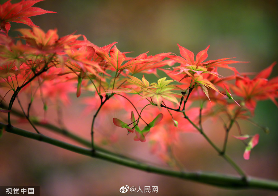 初夏に赤く色づく紅楓　江蘇省