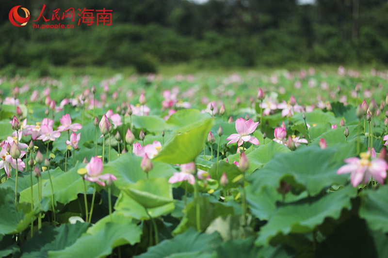 ハスが開(kāi)花し、本格的に夏が到來(lái)している海南省文昌