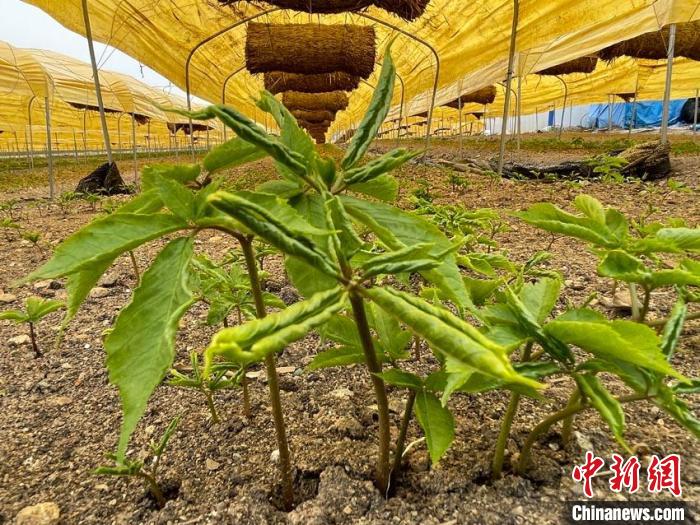 栽培されている薬草（撮影?蒼雁）。