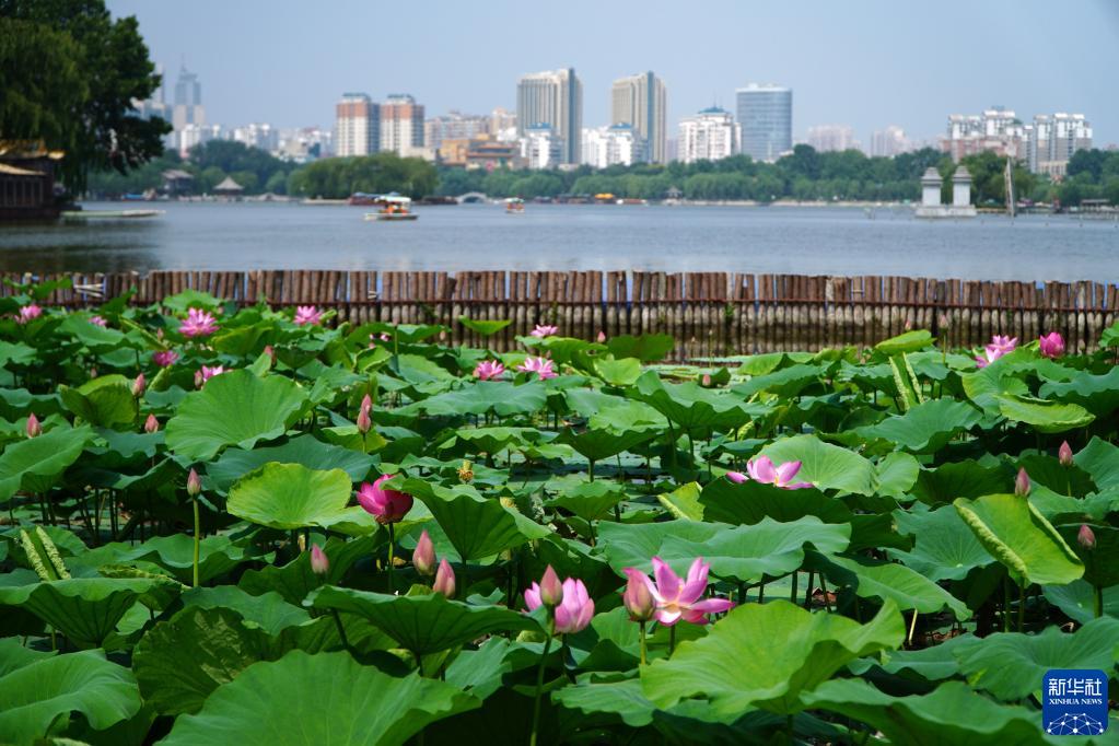 夏が到來した大明湖でハスの花が満開に　山東省済南