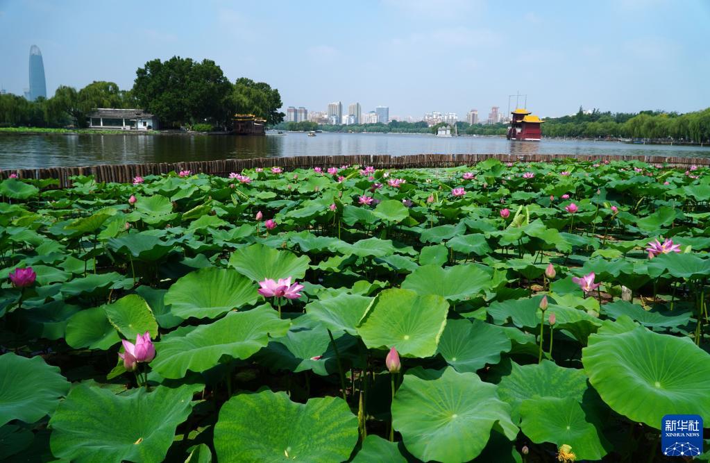 夏が到來した大明湖でハスの花が満開に　山東省済南