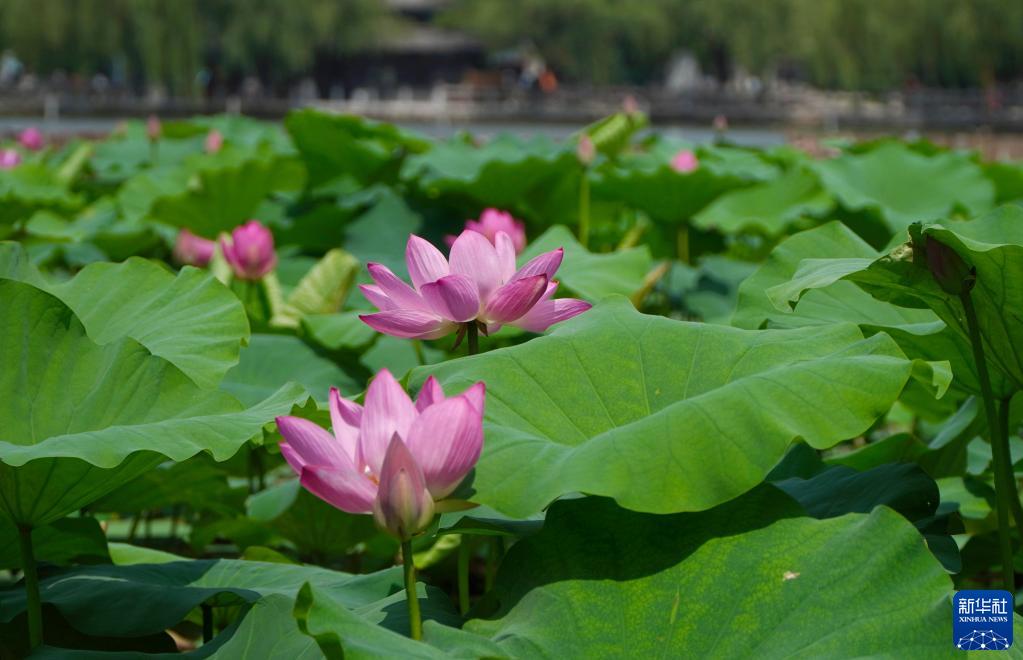 夏が到來した大明湖でハスの花が満開に　山東省済南