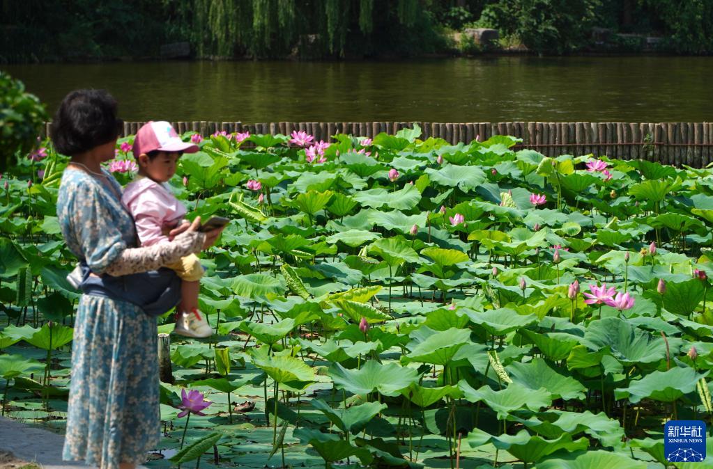 夏が到來した大明湖でハスの花が満開に　山東省済南