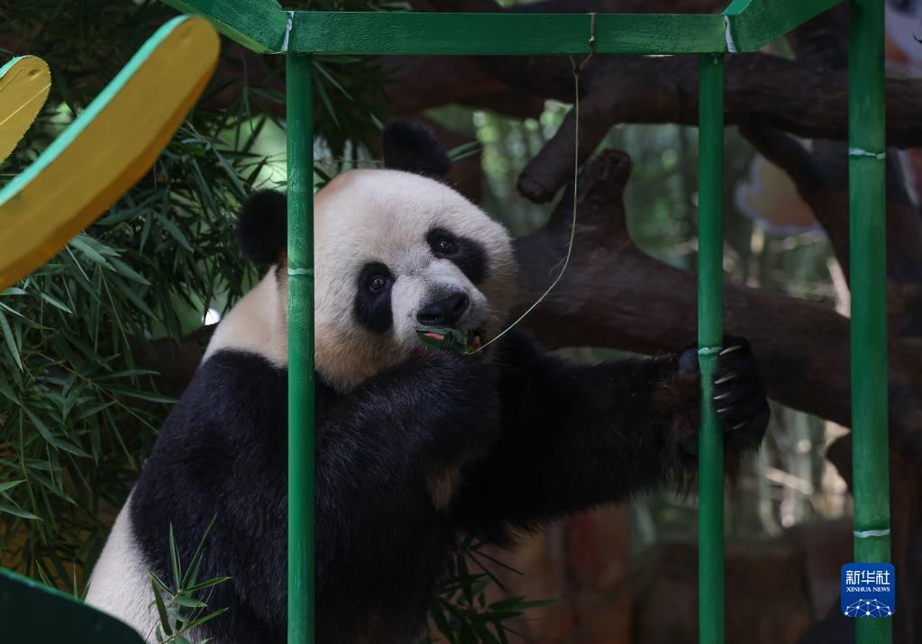 長隆野生動物世界のパンダも端午節(jié)の文化を「體験」　広東省広州