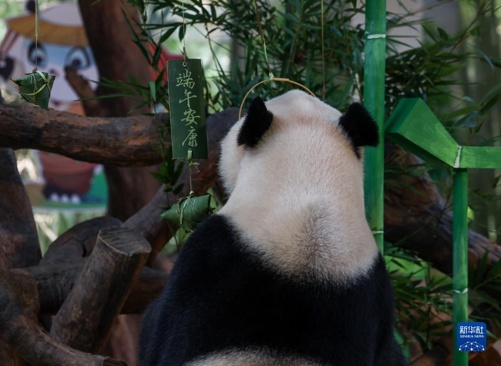 長隆野生動物世界のパンダも端午節(jié)の文化を「體験」　広東省広州