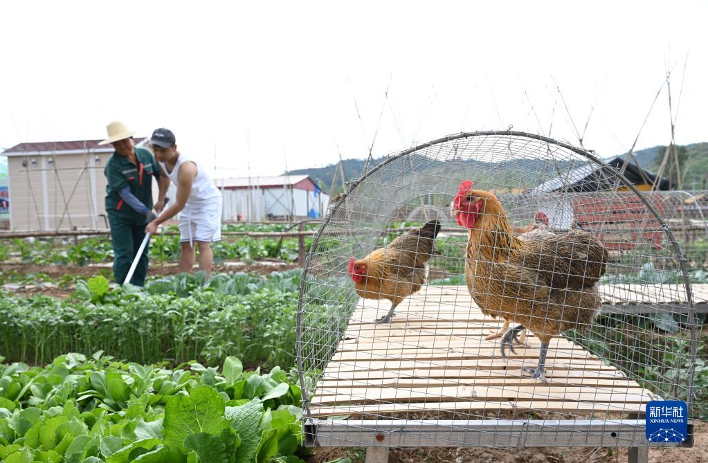 河北省承徳市隆化県苔山鎮(zhèn)三道営村にある「シェア農(nóng)場」で、スタッフの指導(dǎo)の下で農(nóng)作業(yè)に勤しむ市民（6月25日撮影?金良快）。