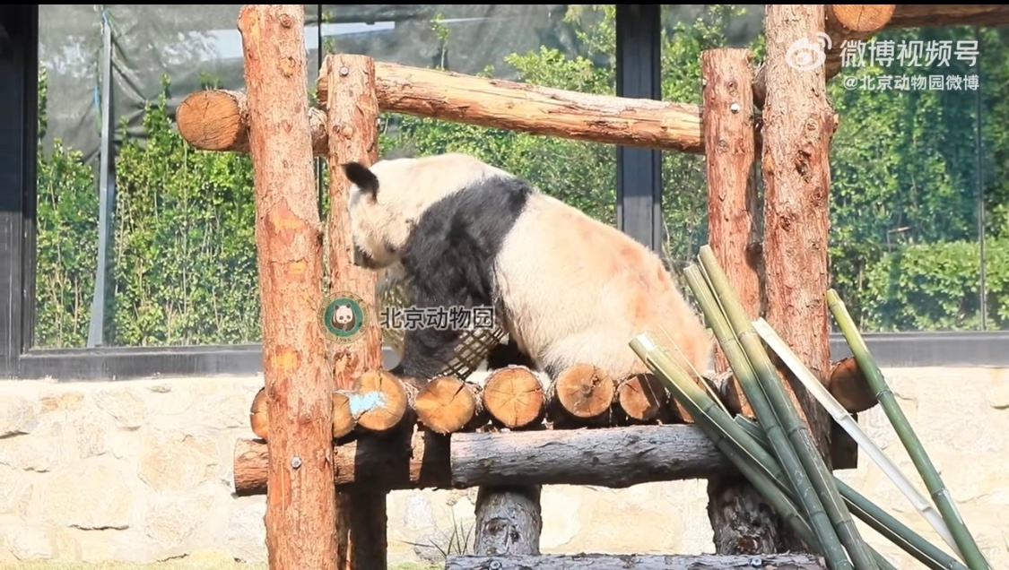 北京動(dòng)物園が新しい玩具で遊ぶパンダ「丫丫」の最新動(dòng)畫を公開