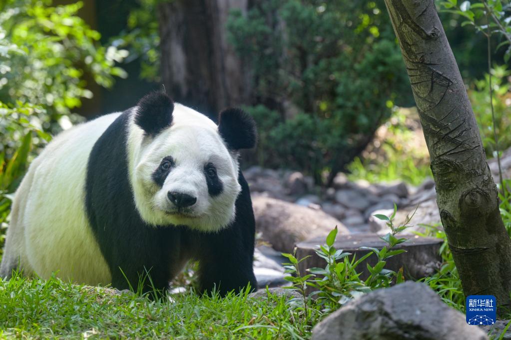  7月1日、メキシコの首都メキシコシティにあるチャプルテペック動(dòng)物園で撮影されたパンダの「欣欣」（撮影?辛悅衛(wèi)）。