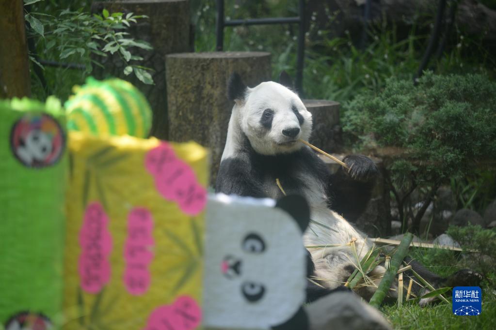  7月1日、メキシコの首都メキシコシティにあるチャプルテペック動(dòng)物園で撮影されたパンダの「欣欣」（撮影?辛悅衛(wèi)）。