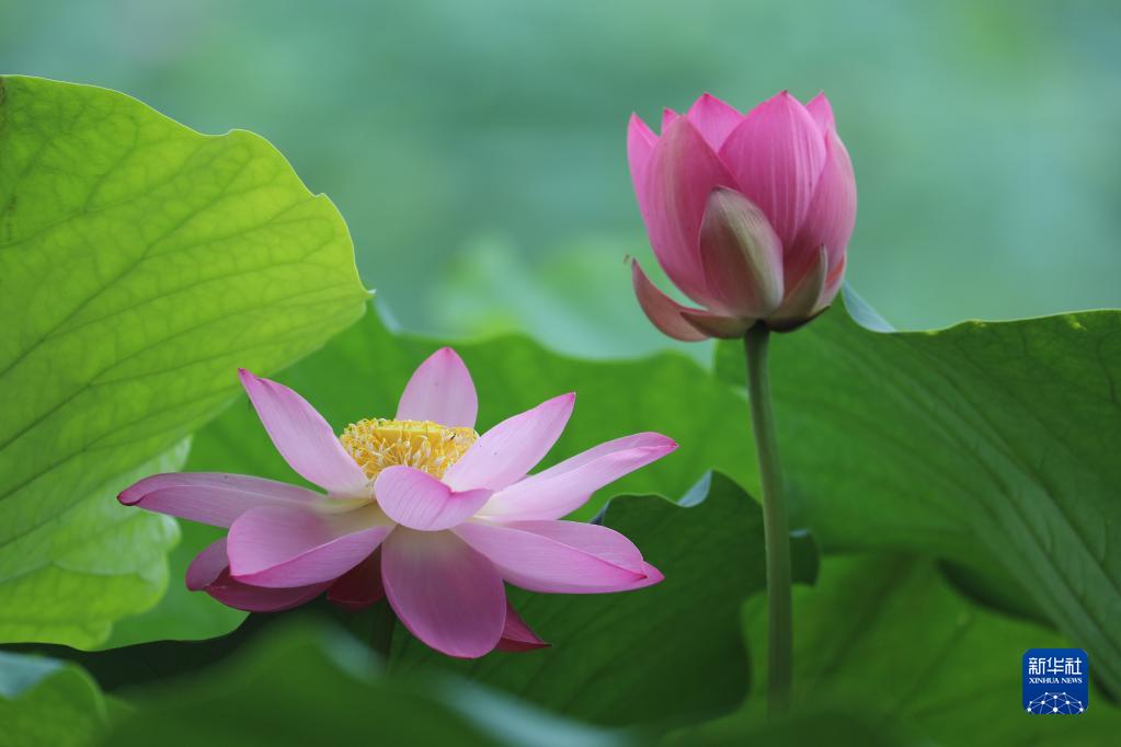 盛夏到來　美しく咲くハスの花