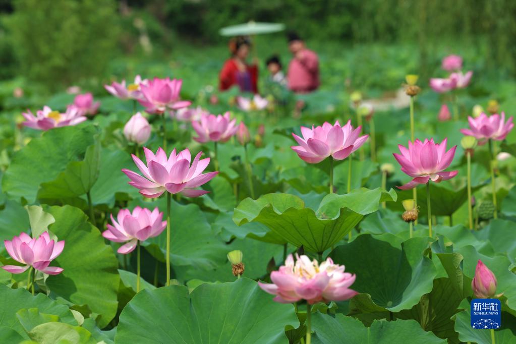 盛夏到來　美しく咲くハスの花