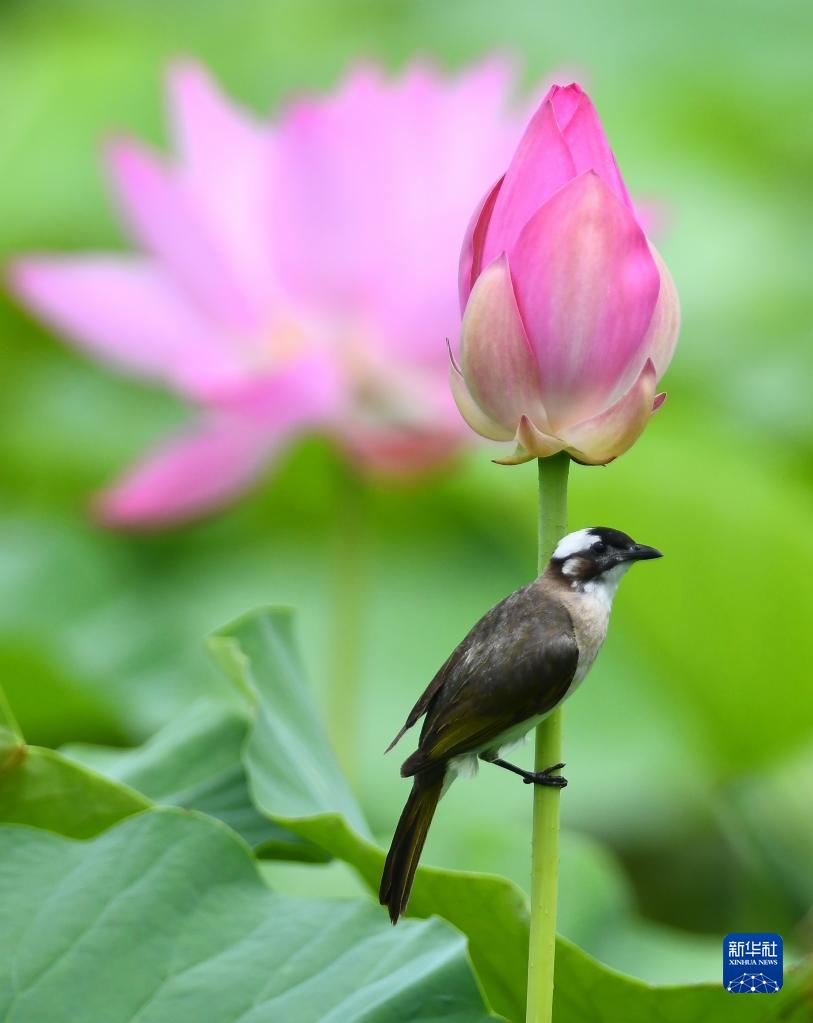 盛夏到來(lái)　美しく咲くハスの花