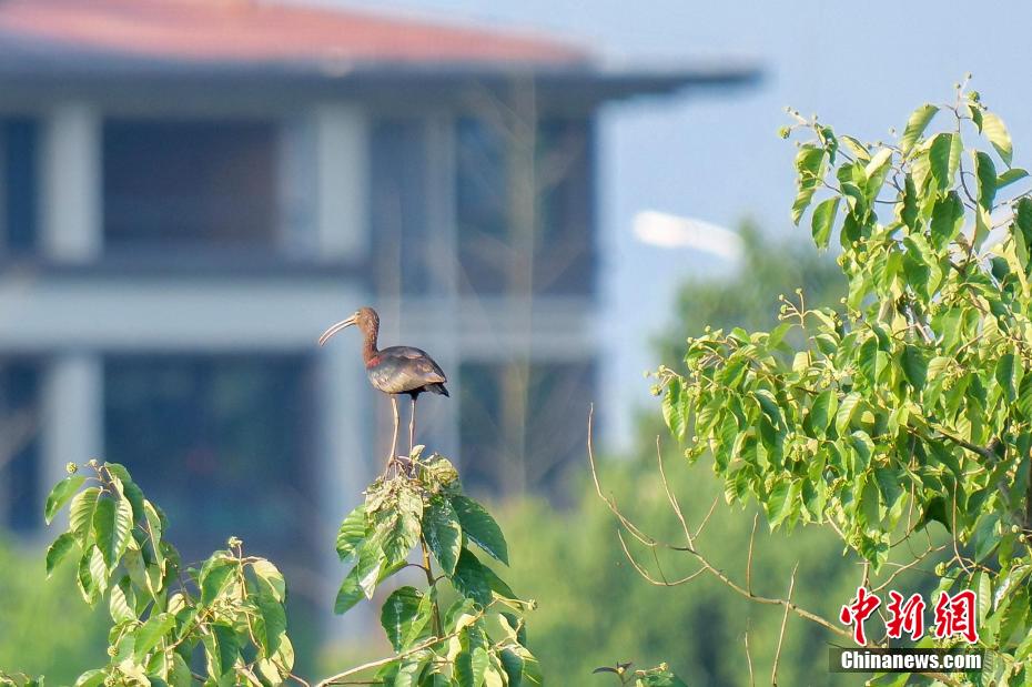 重慶で「ブロンズトキ」を初確認(rèn)　一度は絶滅宣言された希少種