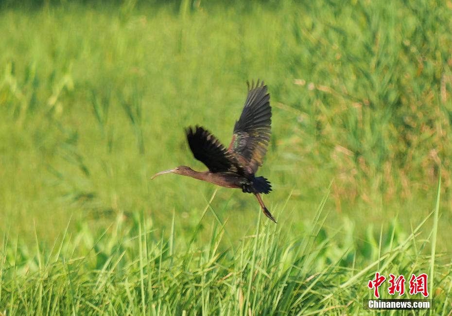 重慶で「ブロンズトキ」を初確認(rèn)　一度は絶滅宣言された希少種