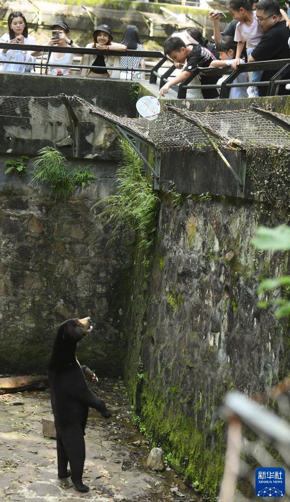 「中に人が入ってる？」人間そっくりマレーグマが人気　浙江省?杭州動物園