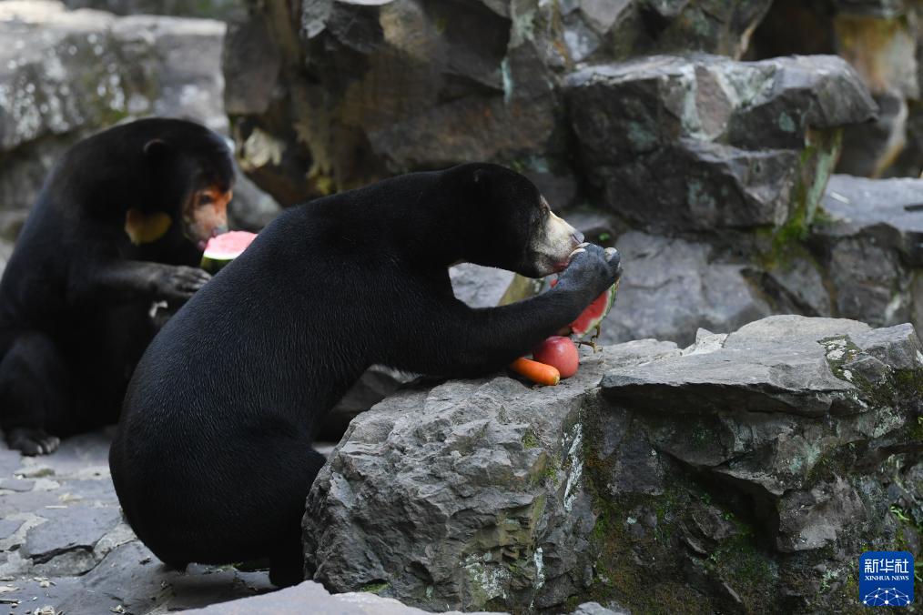 「中に人が入ってる？」人間そっくりマレーグマが人気　浙江省?杭州動物園