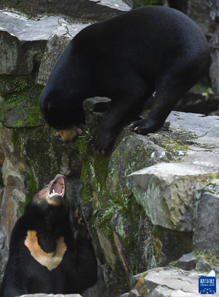 「中に人が入ってる？」人間そっくりマレーグマが人気　浙江省?杭州動(dòng)物園