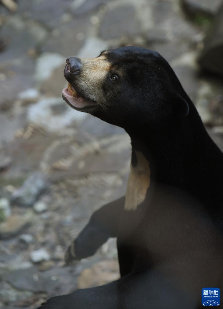 「中に人が入ってる？」人間そっくりマレーグマが人気　浙江省?杭州動物園