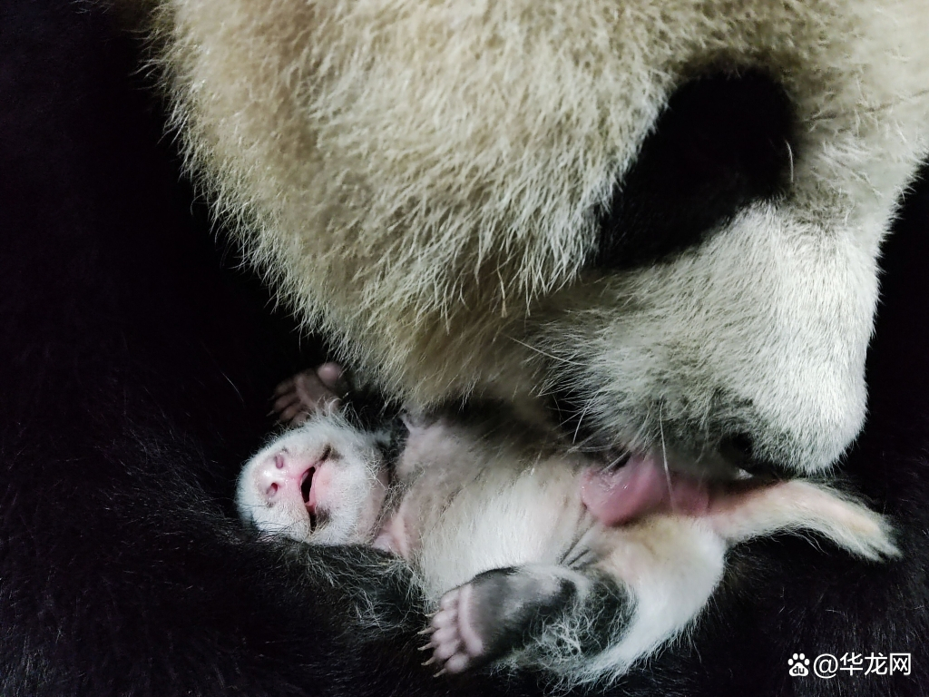 重慶動物園で生まれたパンダの赤ちゃんが生後30日迎える