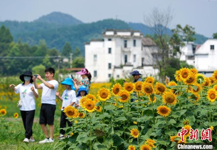 ヒマワリが咲き誇る美しい農(nóng)村風(fēng)景　安徽省黃山