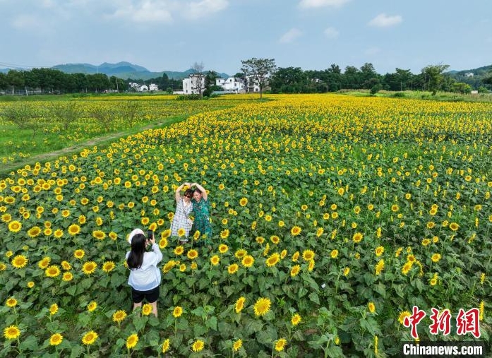 ヒマワリが咲き誇る美しい農(nóng)村風景　安徽省黃山